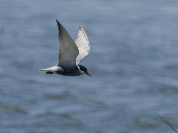 <h3><a href="/trips/ebro/biota/animalia/chordata/aves/024 charadriiformes/017 laridae/chlidonias hybrida/chlidonias hybrida-nl.html">Chlidonias&nbsp;hybrida</a> / Whiskered&nbsp;tern / Witwangstern</h3>OM-1 Mark II met M.300mm F4.0 + MC-14, 1/2000 sec  bij F5.6, ISO 640